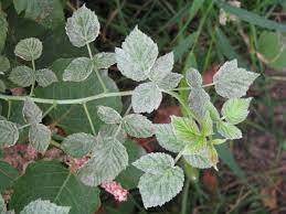 Борошниста роса (справжня борошниста роса)